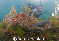 Mark with cuttlefish. Babbacombe. D200, 10.5mm. by Derek Haslam 